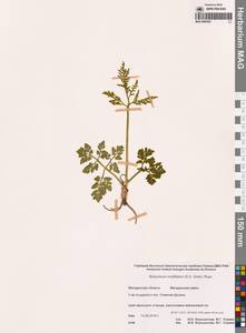 Sceptridium multifidum (S.G.Gmel.) M.Nishida ex Tagawa, Сибирь, Чукотка и Камчатка (S7) (Россия)