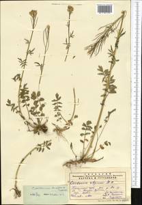 Cardamine densiflora Gontsch., Средняя Азия и Казахстан, Памир и Памиро-Алай (M2) (Узбекистан)