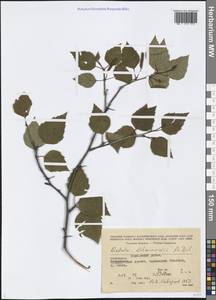 Betula pubescens var. litwinowii (Doluch.) Ashburner & McAll., Кавказ, Азербайджан (K6) (Азербайджан)