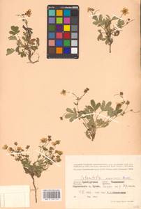 Potentilla cinerea subsp. incana (G. Gaertn., B. Mey. & Scherb.) Asch., Восточная Европа, Восточный район (E10) (Россия)