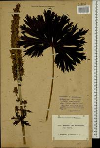 Борец восточный Mill., Кавказ, Краснодарский край и Адыгея (K1a) (Россия)