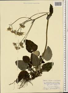 Turanecio pandurifolius (K. Koch) Hamzaoglu, Кавказ, Грузия (K4) (Грузия)