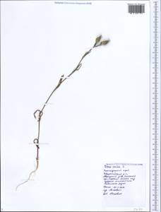 Silene conica subsp. conica, Кавказ, Черноморское побережье (от Новороссийска до Адлера) (K3) (Россия)