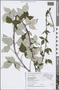 Rubus occidentalis L., Восточная Европа, Центральный район (E4) (Россия)