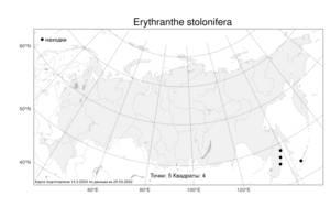 Erythranthe stolonifera, Эритранта побегоносная (Novopokr.) G. L. Nesom, Атлас флоры России (FLORUS) (Россия)