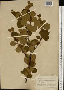 Береза пушистая Ehrh., Восточная Европа, Северный район (E1) (Россия)