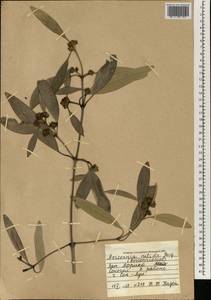 Avicennia germinans (L.) L., Африка (AFR) (Сенегал)