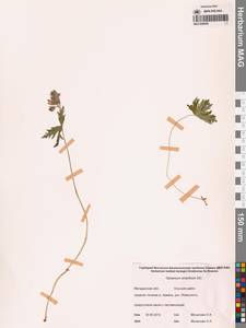 Герань волосистоцветковая DC., Сибирь, Чукотка и Камчатка (S7) (Россия)