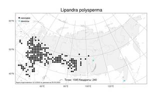 Lipandra polysperma (L.) S. Fuentes, Uotila & Borsch, Атлас флоры России (FLORUS) (Россия)