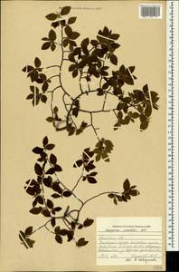 Граб восточный, Грабинник Mill., Крым (KRYM) (Россия)