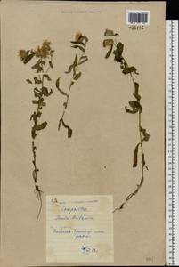 Pentanema britannicum (L.) D. Gut. Larr., Santos-Vicente, Anderb., E. Rico & M. M. Mart. Ort., Восточная Европа, Северо-Украинский район (E11) (Украина)