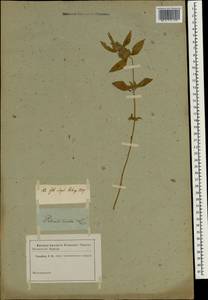 Leucas zeylanica var. zeylanica, Зарубежная Азия (ASIA) (Неизвестно)