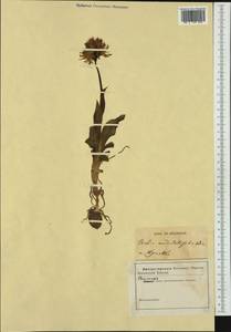 Orchis italica Poir. , nom. cons. prop., Западная Европа (EUR) (Неизвестно)