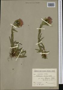 Centaurea nervosa Willd., Западная Европа (EUR) (Сербия)