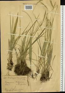 Коротконожка перистая (L.) P.Beauv., Сибирь, Западный (Казахстанский) Алтай (S2a) (Казахстан)