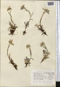 Leontopodium leontopodinum (DC.) Hand.-Mazz., Средняя Азия и Казахстан, Западный Тянь-Шань и Каратау (M3) (Узбекистан)