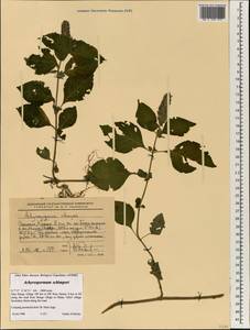 Achyrospermum schimperi (Hochst. ex Briq.) Perkins, Африка (AFR) (Эфиопия)