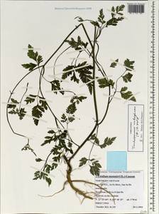 Trachyspermum roxburghianum (DC.) H. Wolff, Зарубежная Азия (ASIA) (Вьетнам)