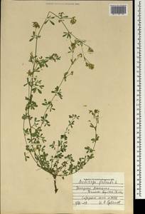 Люцерна серповидная L., Монголия (MONG) (Монголия)
