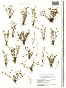 Ситник лягушачий Songeon & E.P.Perrier, Крым (KRYM) (Россия)