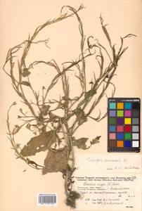 Rhamphospermum arvense (L.) Andrz. ex Besser, Сибирь, Дальний Восток (S6) (Россия)