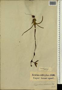 Aristea lugens (L.f.) Weim., Африка (AFR) (ЮАР)