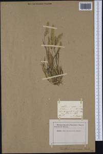 Trisetaria panicea (Lam.) Paunero, Западная Европа (EUR) (Неизвестно)