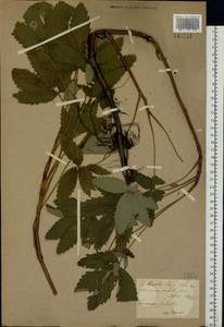 Сабельник болотный L., Восточная Европа, Северо-Украинский район (E11) (Украина)