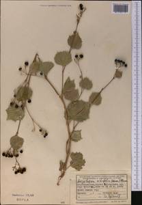 Ampelopsis vitifolia subsp. vitifolia, Средняя Азия и Казахстан, Памир и Памиро-Алай (M2) (Узбекистан)