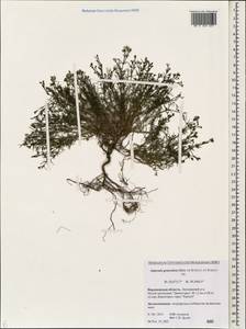Cynanchica graveolens (M.Bieb. ex Schult. & Schult.f.) P.Caputo & Del Guacchio, Восточная Европа, Центральный лесостепной район (E6) (Россия)