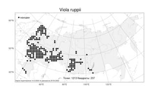 Viola ruppii, Фиалка Руппа All., Атлас флоры России (FLORUS) (Россия)