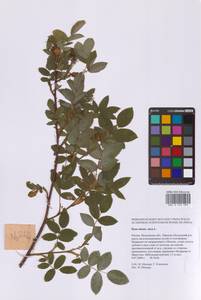 Шиповник майский Herrm., Восточная Европа, Московская область и Москва (E4a) (Россия)