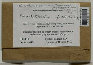 Brachythecium tauriscorum Molendo & Lorentz, Гербарий мохообразных, Мхи - Чукотка и Камчатка (B21) (Россия)