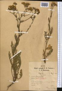 Якобея обыкновенная, Средняя Азия и Казахстан, Северный и Центральный Казахстан (M10) (Казахстан)