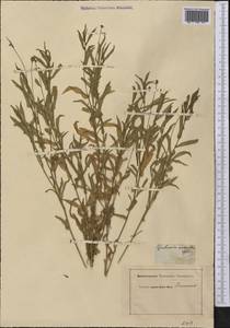 Helenium aromaticum (Hook.) L. H. Bailey, Америка (AMER) (Неизвестно)
