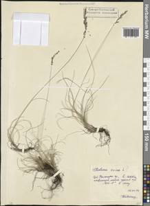 Овсяница овечья L., Кавказ, Северная Осетия, Ингушетия и Чечня (K1c) (Россия)