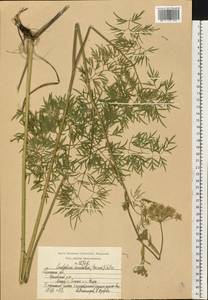 Cenolophium fischeri (Spreng.) W. D. J. Koch, Восточная Европа, Центральный район (E4) (Россия)