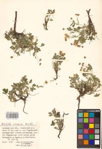Potentilla cinerea subsp. incana (G. Gaertn., B. Mey. & Scherb.) Asch., Восточная Европа, Восточный район (E10) (Россия)