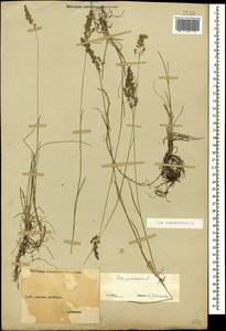 Мятлик узколистный L., Кавказ, Ставропольский край, Карачаево-Черкесия, Кабардино-Балкария (K1b) (Россия)