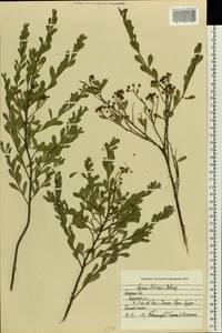 Spiraea crenata subsp. crenata, Восточная Европа, Центральный лесостепной район (E6) (Россия)