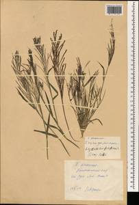 Leptochloa mucronata (Michx.) Kunth, Зарубежная Азия (ASIA) (КНР)