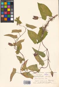 Calystegia sepium subsp. americana (Sims) Brummitt, Восточная Европа, Московская область и Москва (E4a) (Россия)