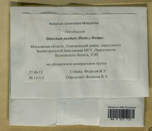 Ditrichum pusillum (Hedw.) Hampe, Гербарий мохообразных, Мхи - Москва и Московская область (B6a) (Россия)