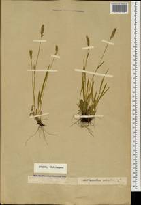 Душистый колосок обыкновенный L., Кавказ, Армения (K5) (Армения)
