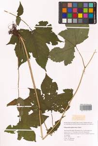 Таволга гладчайшая (Nakai) Nakai, Сибирь, Дальний Восток (S6) (Россия)