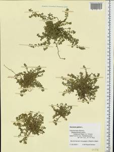 Грыжник голый L., Восточная Европа, Западный район (E3) (Россия)