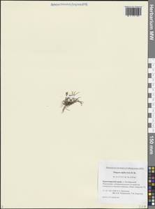 Фиппсия холодолюбивая (Sol.) R.Br., Сибирь, Центральная Сибирь (S3) (Россия)