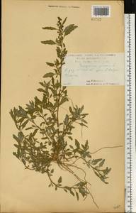 Марь сизая (L.) S.Fuentes, Uotila & Borsch, Восточная Европа, Центральный лесостепной район (E6) (Россия)