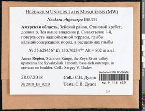 Neckera oligocarpa Bruch, Гербарий мохообразных, Мхи - Дальний Восток (без Чукотки и Камчатки) (B20) (Россия)