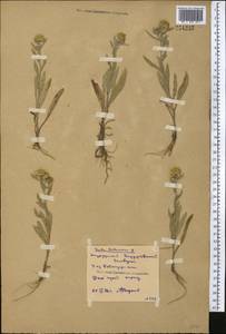Pentanema britannicum (L.) D.Gut.Larr., Santos-Vicente, Anderb., E.Rico & M.M.Mart.Ort., Средняя Азия и Казахстан, Северный и Центральный Казахстан (M10) (Казахстан)